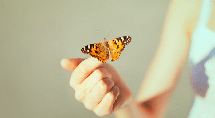 A butterfly sitting on a person's finger.
