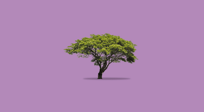 Mature tree on a purple background