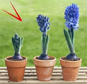 Three terracotta pots arranged in a row on a wooden surface, each containing a hyacinth plant at different stages of growth. The plant on the left is a small bud, the middle one is partially bloomed, and the right one is in full bloom with vibrant blue flowers. A blurred green lawn is visible in the background.