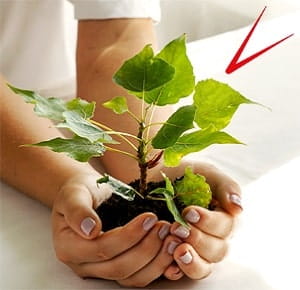 Hands gently holding a small plant with green leaves and roots surrounded by soil, symbolizing growth, care, and environmental sustainability. The background is softly lit, creating a clean and natural setting.