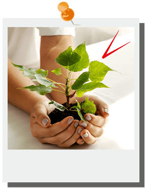 Small Practitioners polaroid