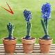 Three terracotta pots arranged in a row on a wooden surface, each containing a hyacinth plant at different stages of growth. The plant on the left is a small bud, the middle one is partially bloomed, and the right one is in full bloom with vibrant blue flowers. A blurred green lawn is visible in the background.