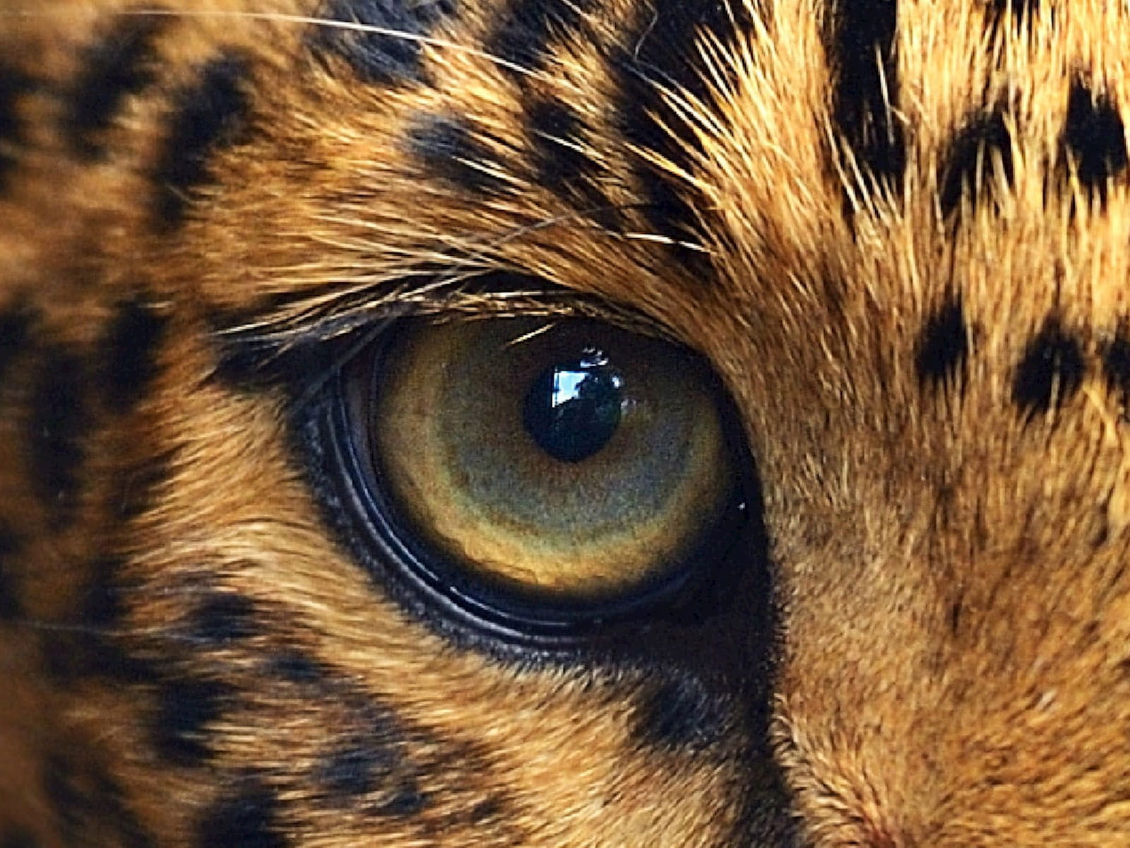 Close-up of a cheetah's eye
