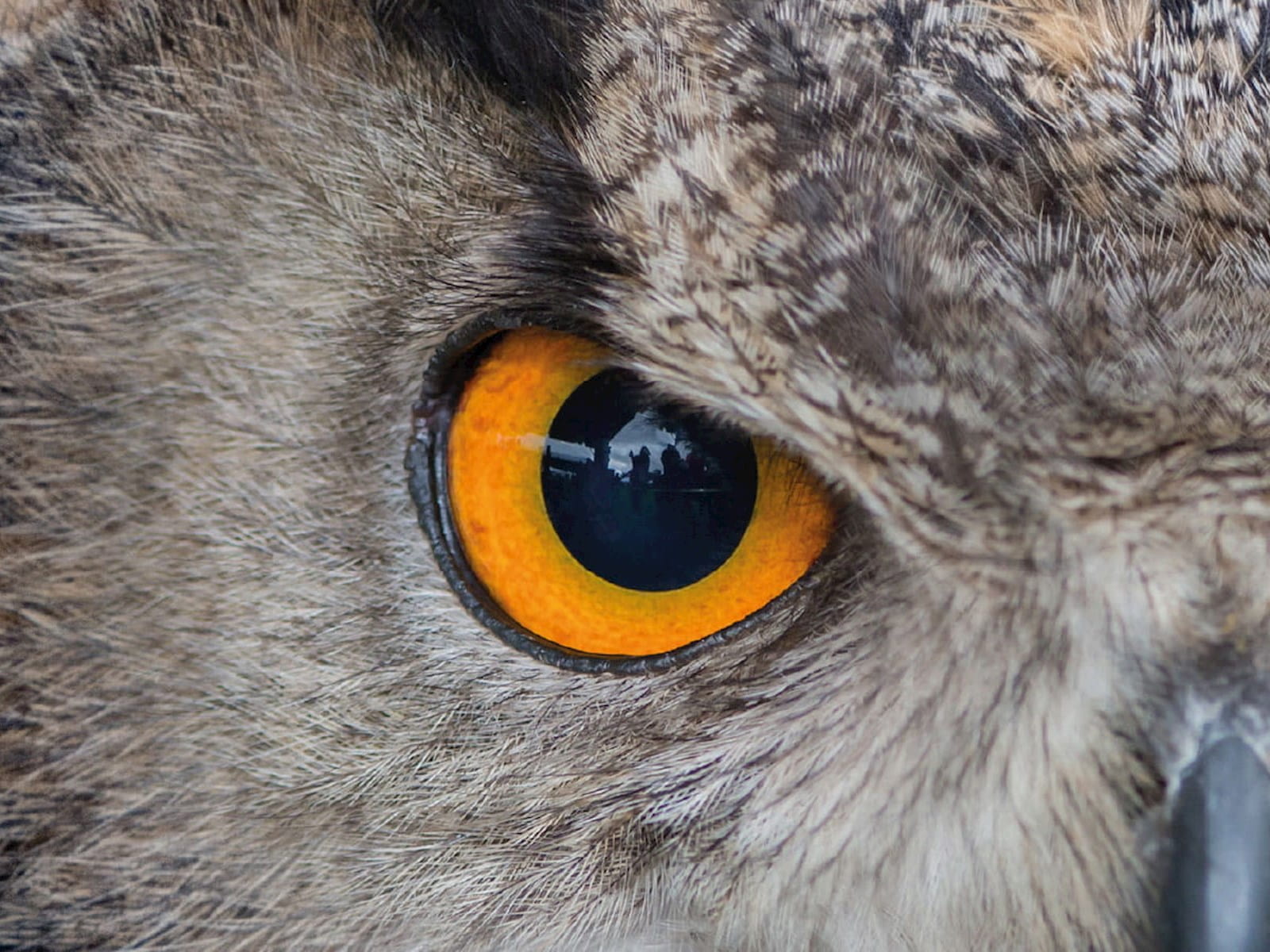 Close-up of an owl's eye