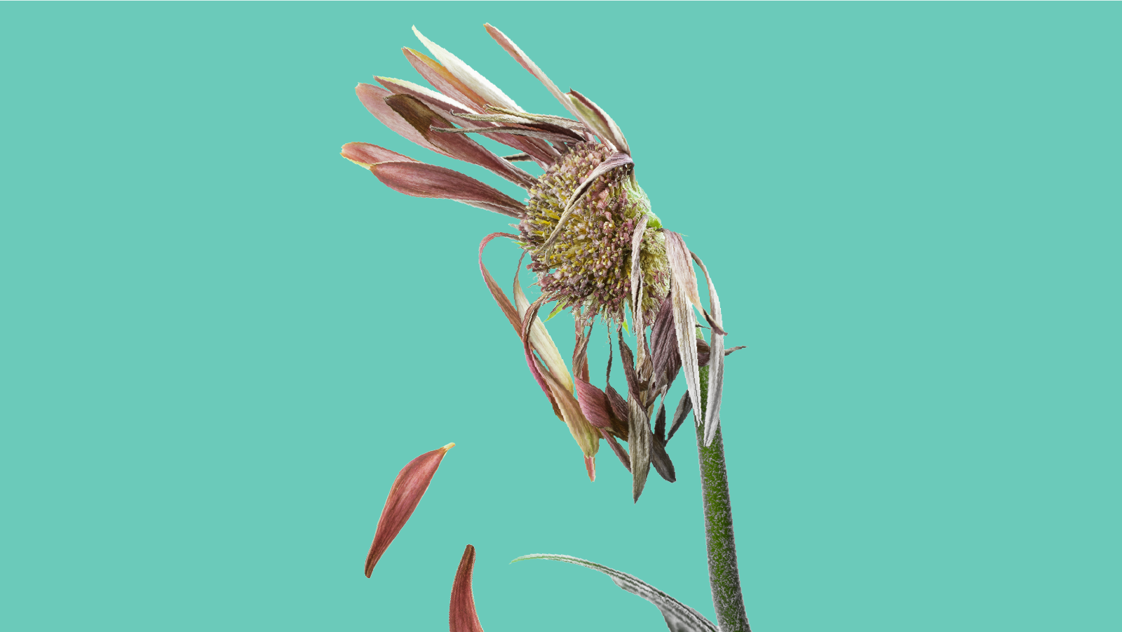 Wilted flower with brown, dried petals falling off against a solid turquoise background.