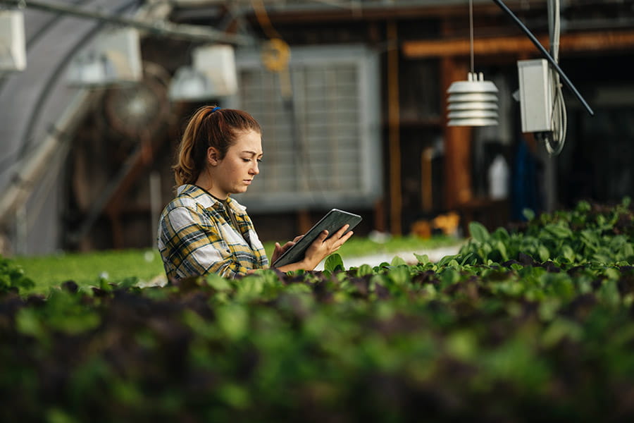 A person with a tablet in a commercial greenhouse