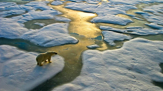 A polar bear on ice