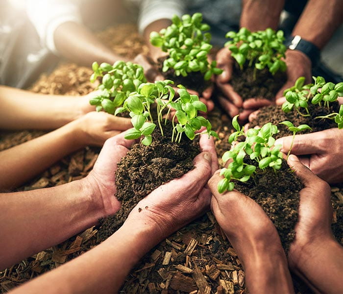 A group of hands coming together, each holding a little pile of soil with a seedling growing out of it.
