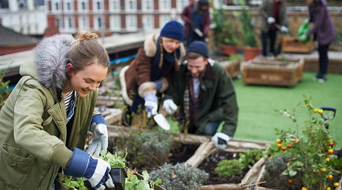 Young people working in urban roof garden.