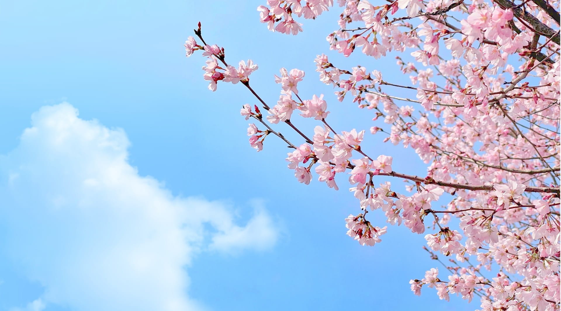 Cheery tree with blossom