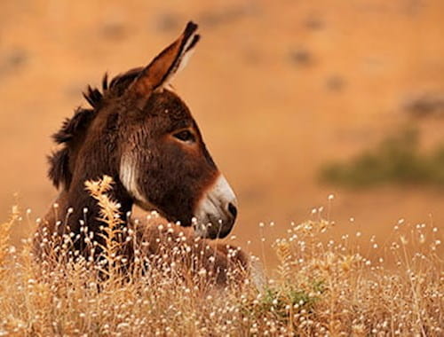 A donkey in a meadow