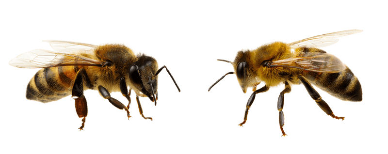 Image of two bees