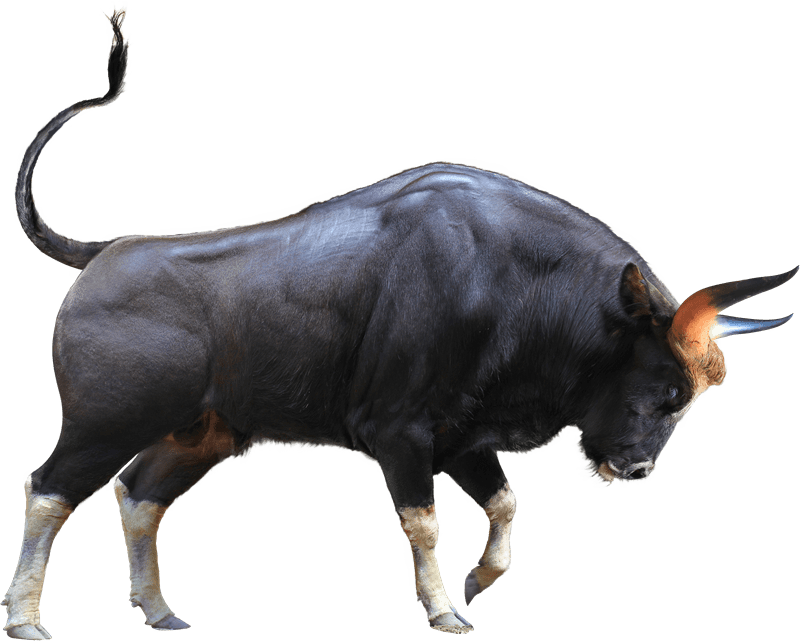 Image of a bull