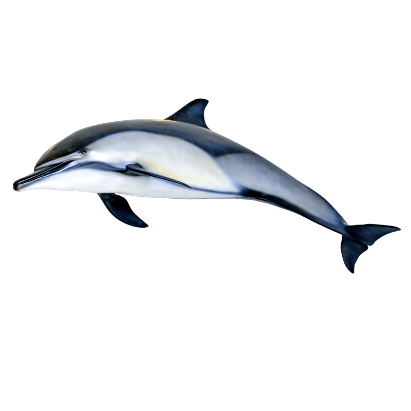 Image of a dolphin