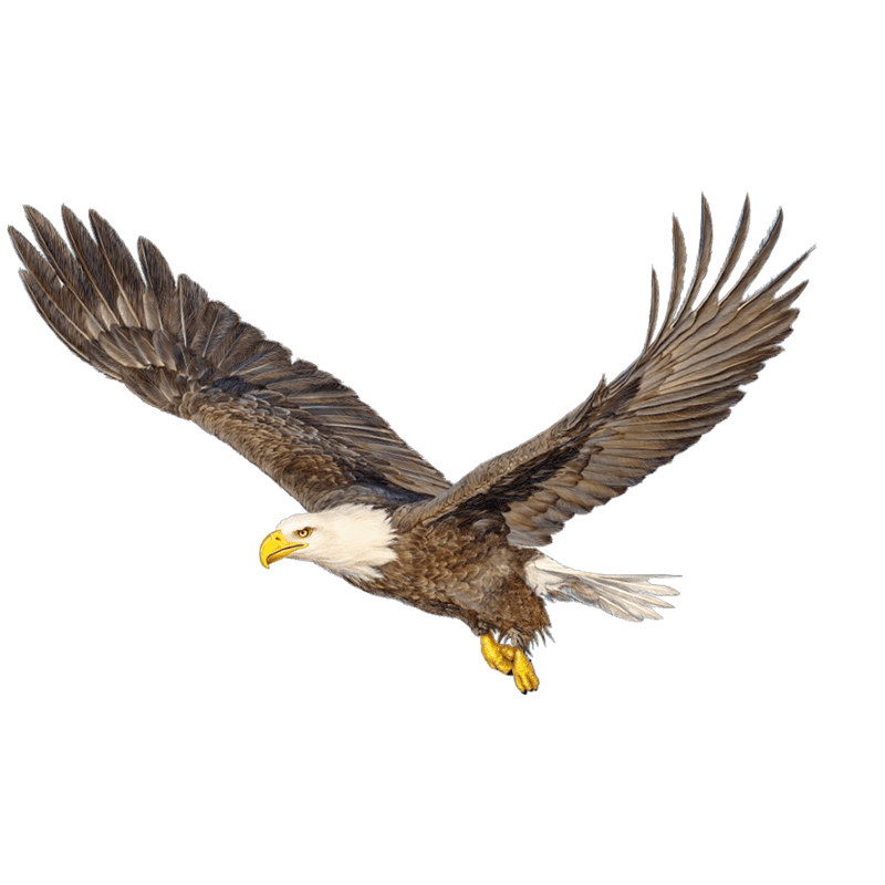 Image of an eagle