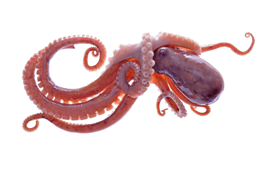 Image of an octopus