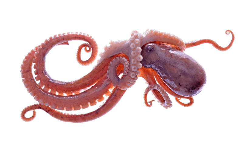 Image of an octopus
