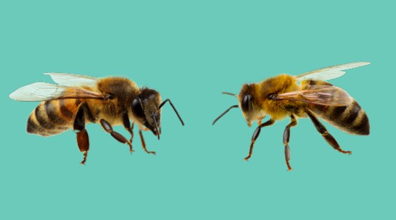 Bees on turquoise background