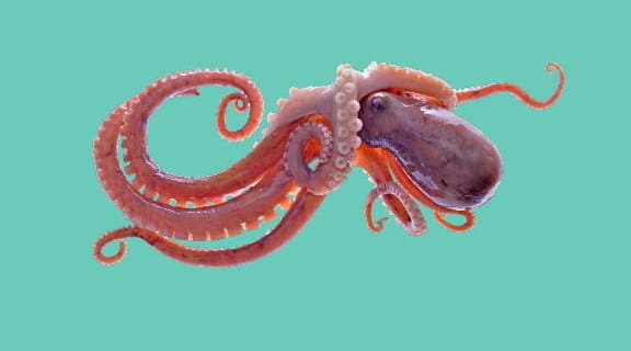 Octopus on turquoise background