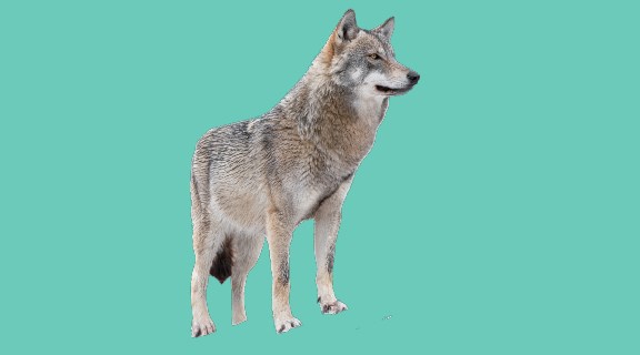 Wolf on turquoise background