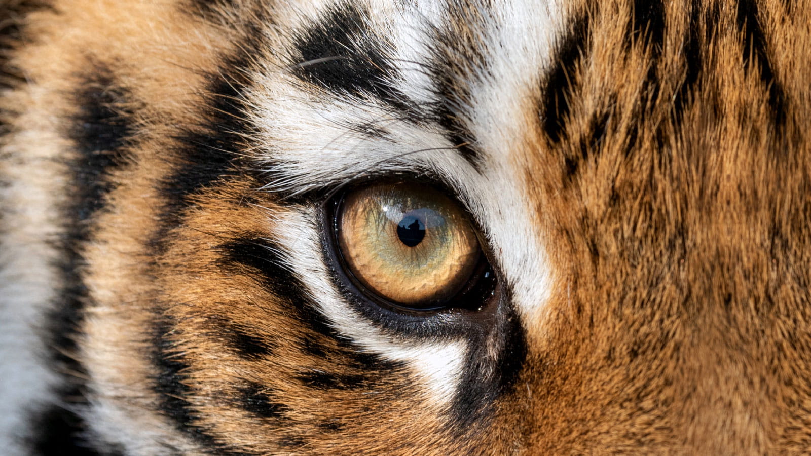 F-TEN tiger's eye
