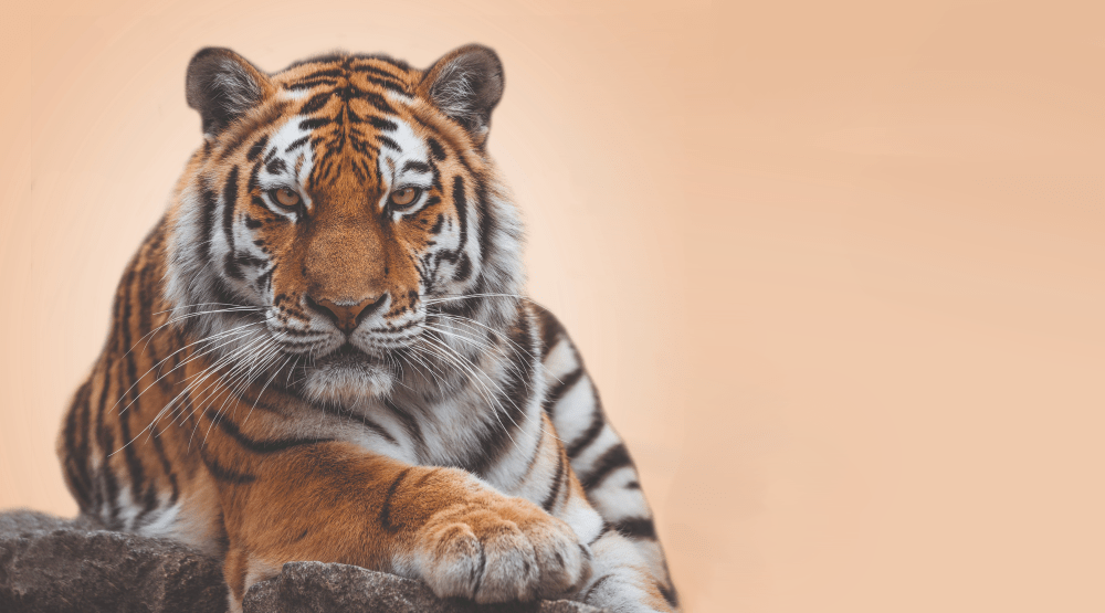 Tiger on pastel orange background