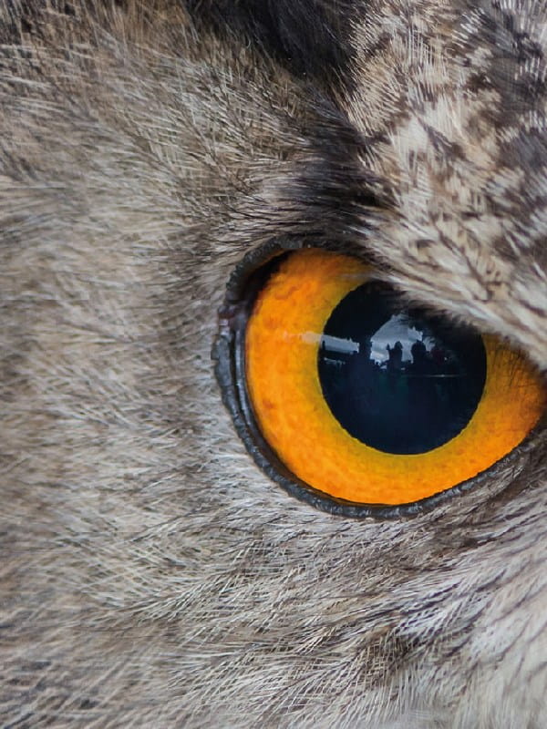 Owl's eye