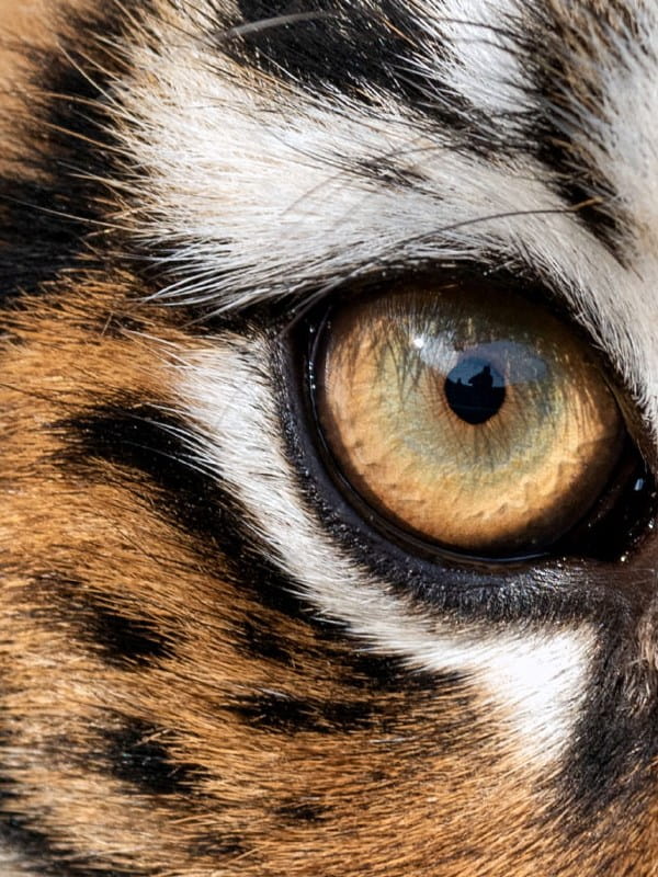 Tiger's eye