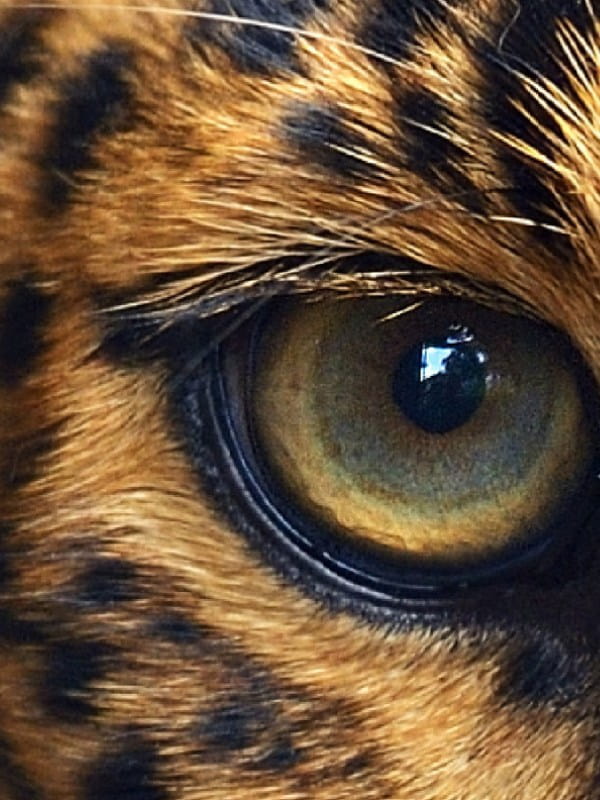 Cheetah's eye