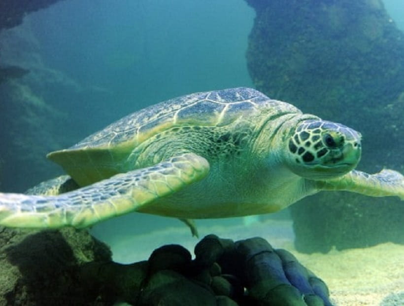 Giant Turtle at Merlin Sea Life Centre