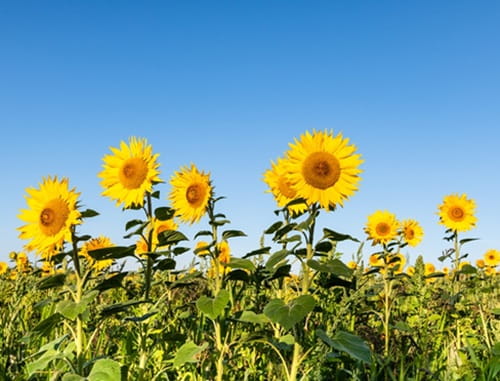 Image of yellow sunflowers against blue sky