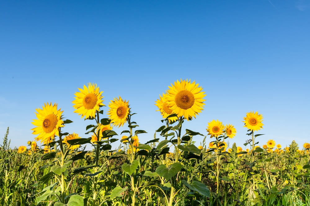 Image of yellow sunflowers against blue sky