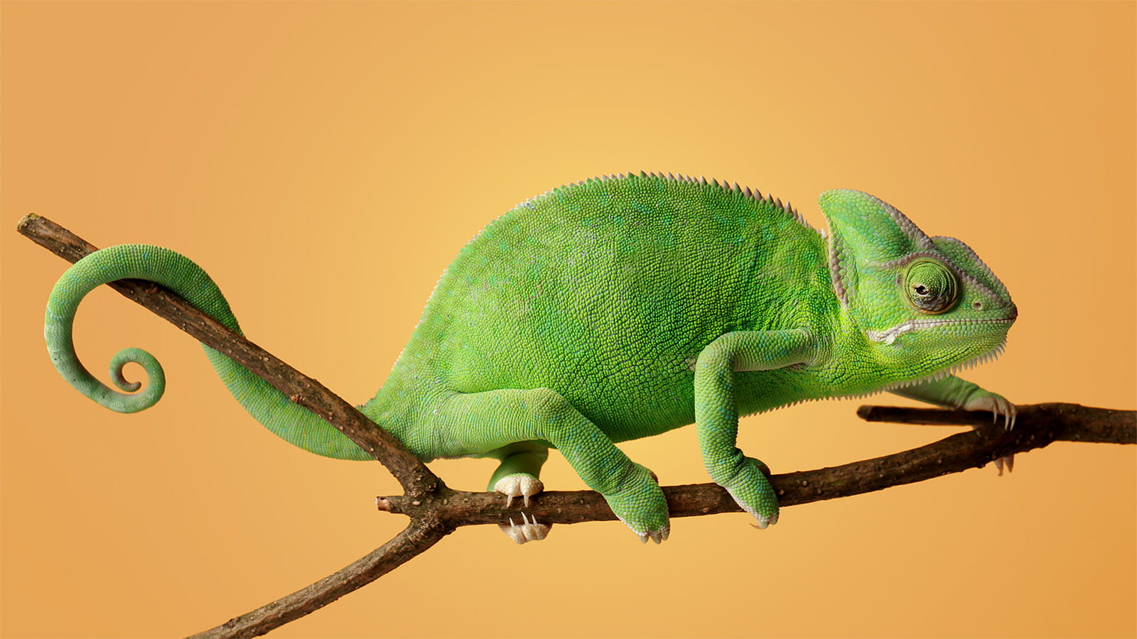 green chameleon lizard on a tree branch orange background