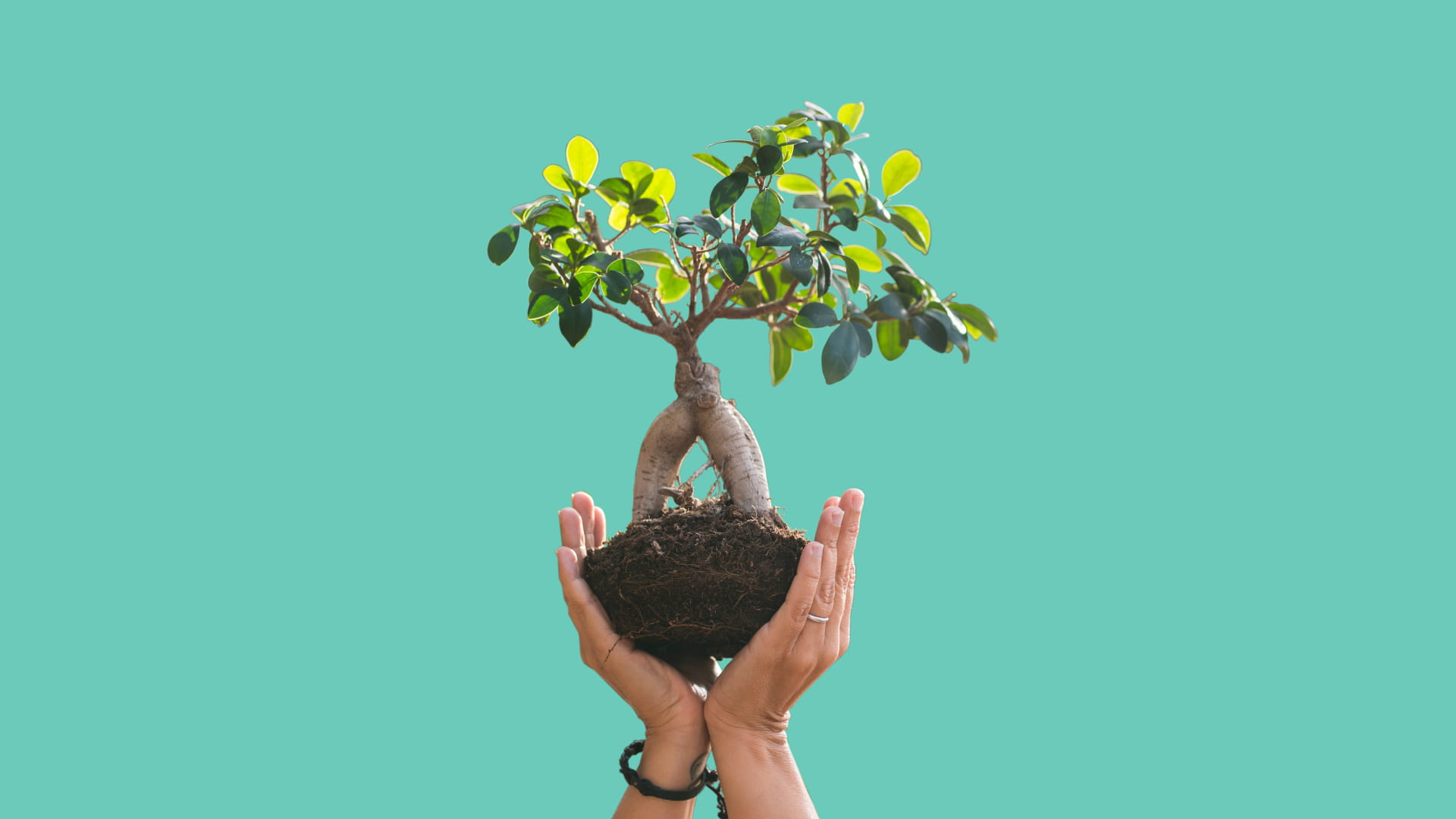 Hands holding a small bonsai tree with exposed roots against a turquoise background.