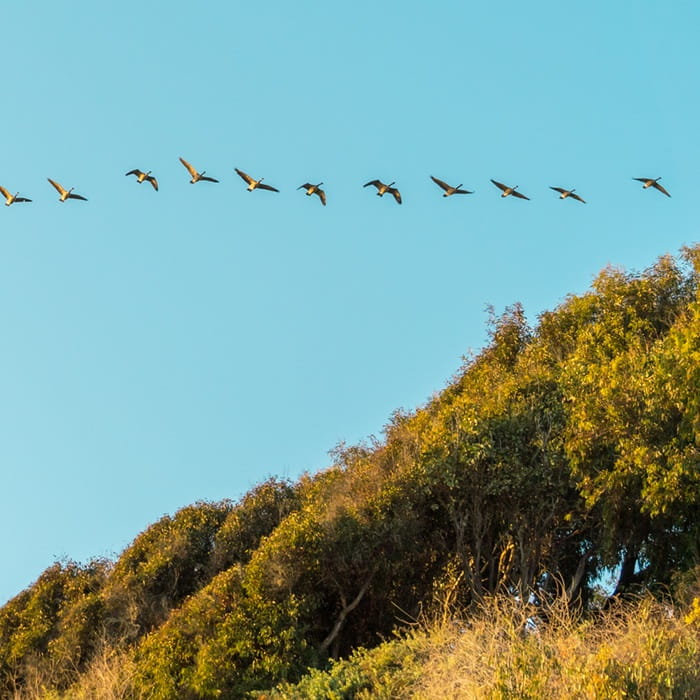 Flock of birds in the sky