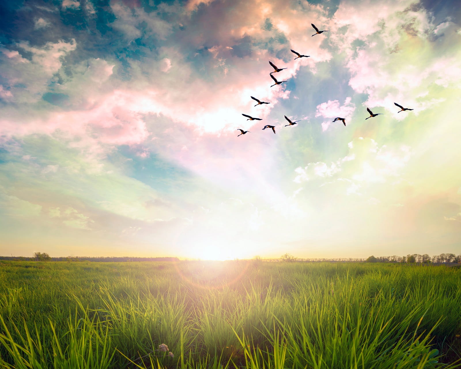 Image of geese flying in formation towards the sun