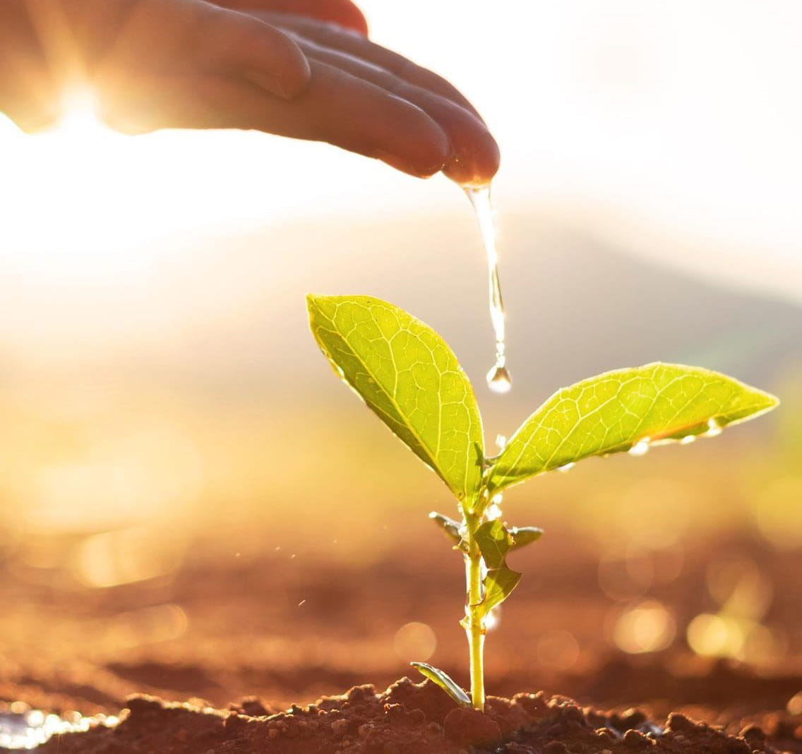 Seedling being watered