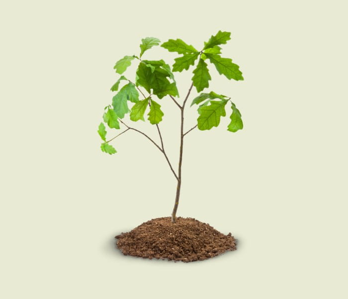 Image supporting for the Business Finance Guide