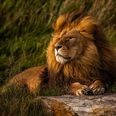 Corporate Financier image YWP