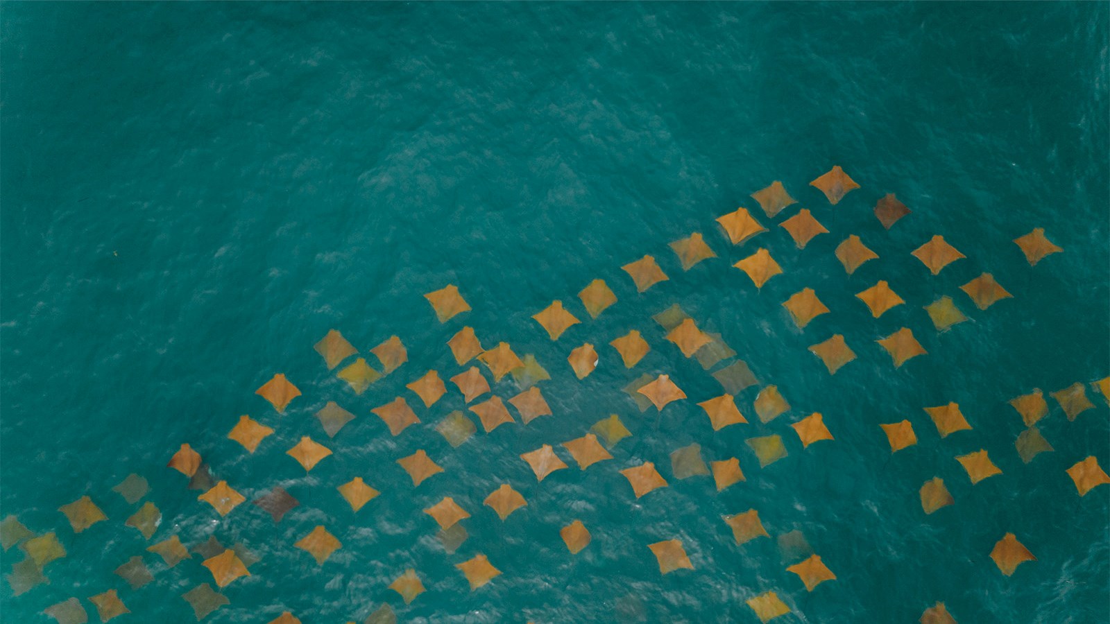 stingrays ocean sea water aerial wildlife surveys APEM consultancy ESG ICAEW Corporate Financier