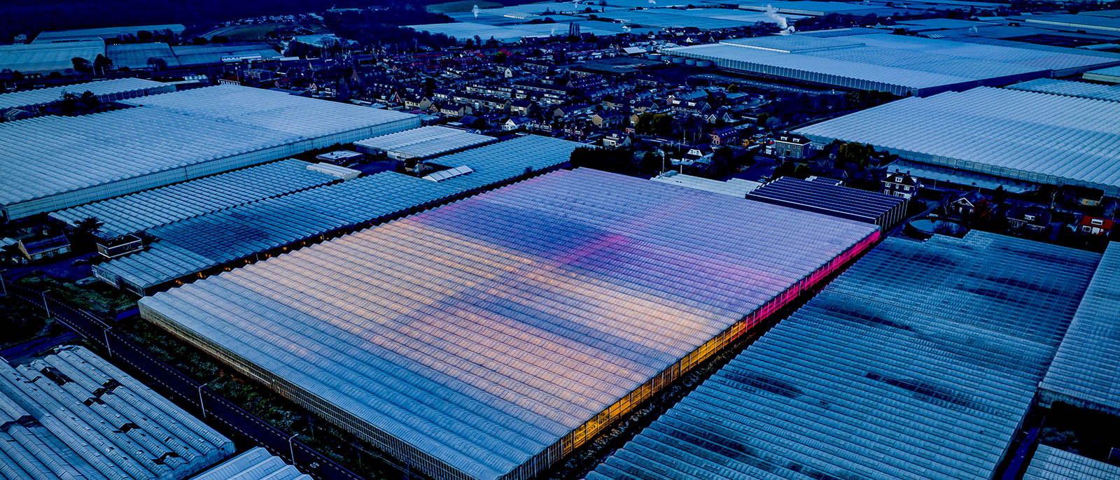 agriculture Aerial view of a sprawling greenhouse complex at dusk