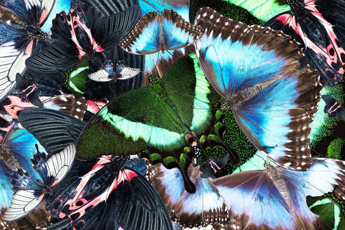 Image of butterflies