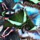 Image of butterflies