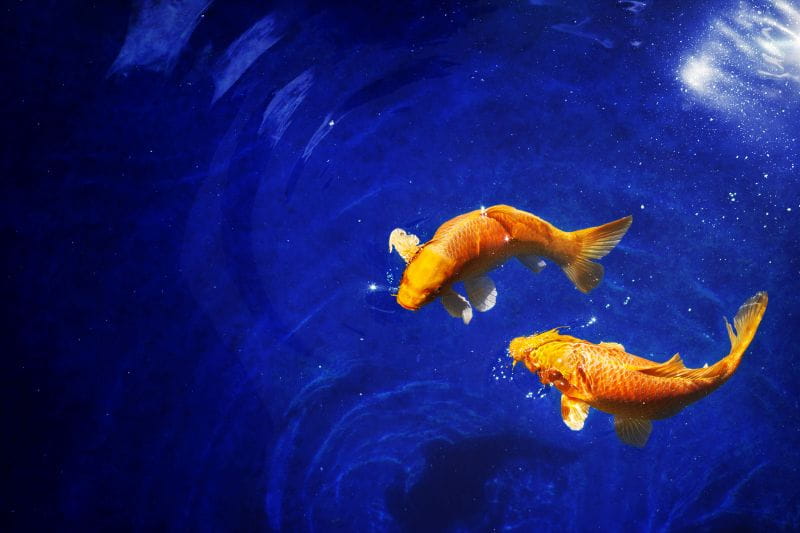Image of two goldfish swimming