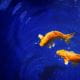 Image of two goldfish swimming