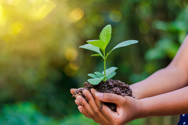 Hands holding a small plant with green leaves and soil, against a blurred natural background with sunlight.