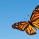 butterfly orange blue sky UK GAAP periodic review ICAEW By All Accounts