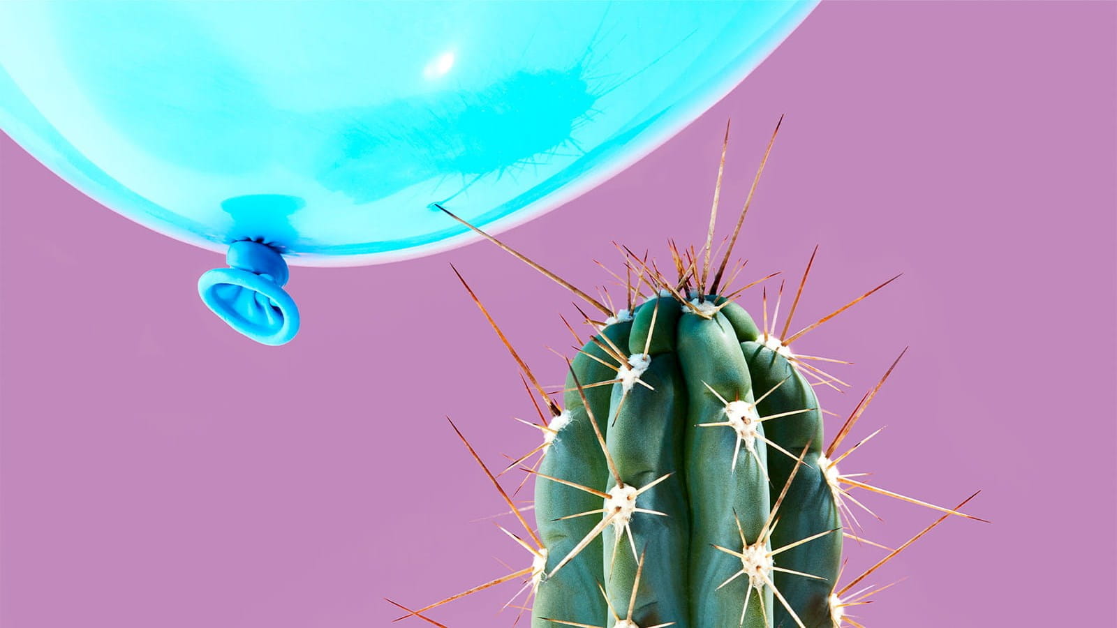 cactus needles piercing a bright blue balloon about to burst purple background