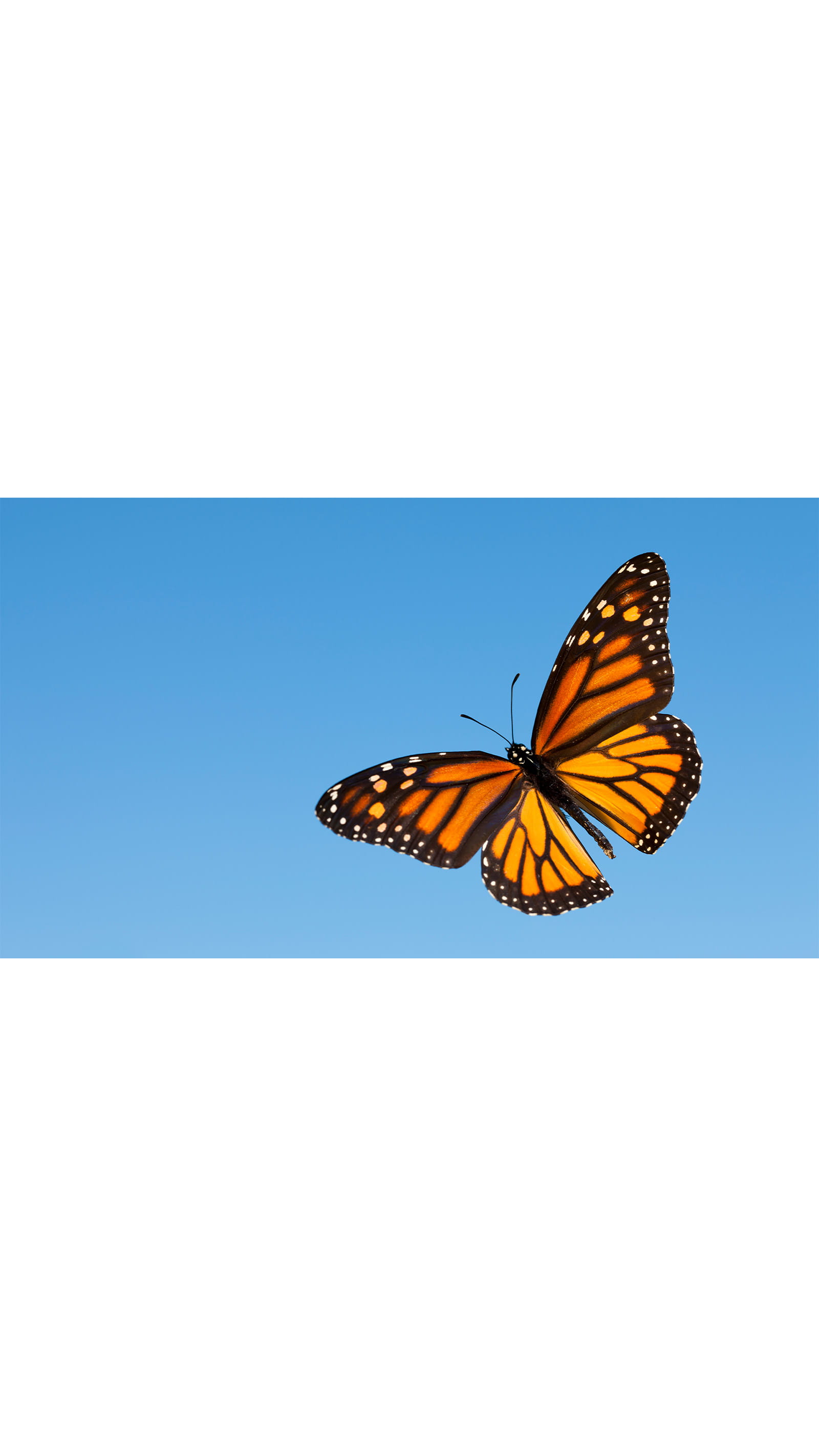 butterfly orange blue sky UK GAAP periodic review ICAEW By All Accounts