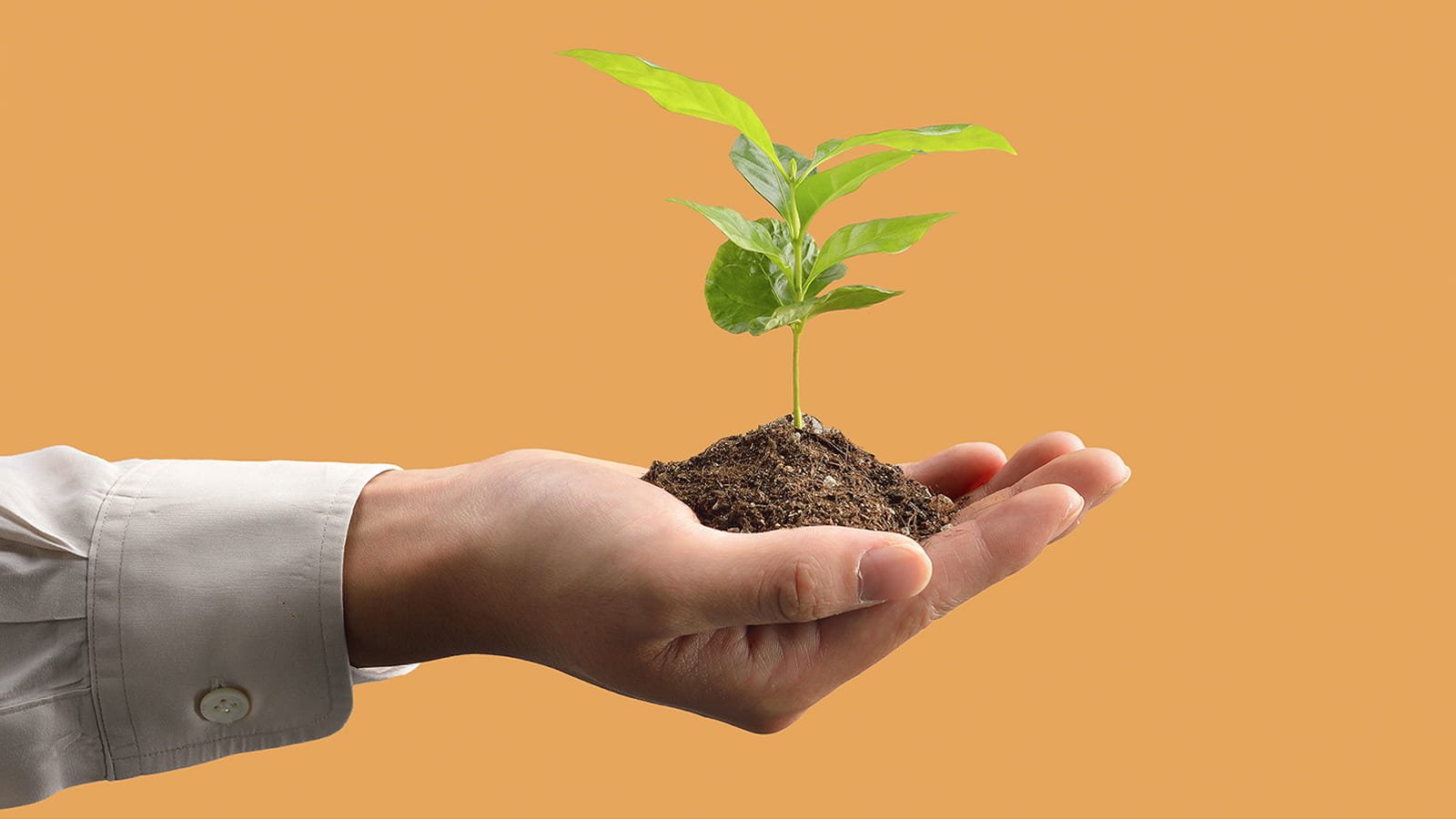 open hand white shirt holding a small green leaf plant growing from a pile of dirt orange background